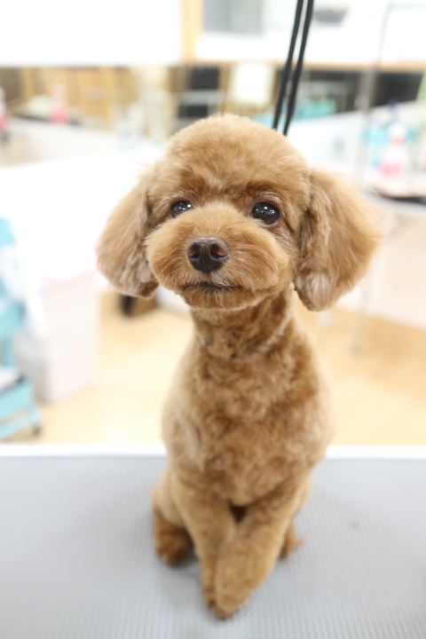 プードルサマーカット ギャラリー トリミングサロン トリミングスクール 犬シャンプー 東京都調布市 犬の美容室noa