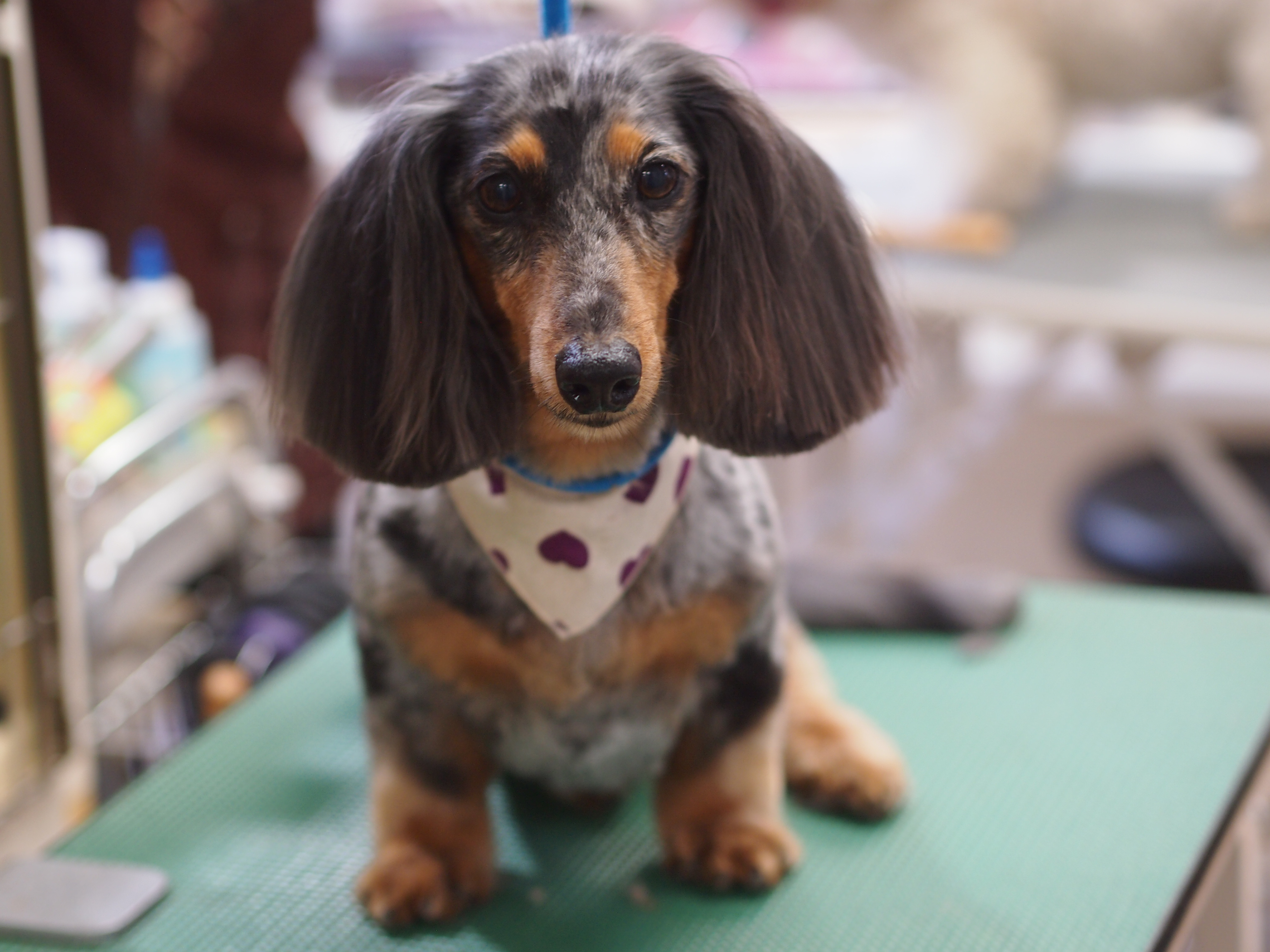 ダックスのサマーカット ギャラリー トリミングサロン トリミングスクール 犬シャンプー 東京都調布市 犬の美容室noa
