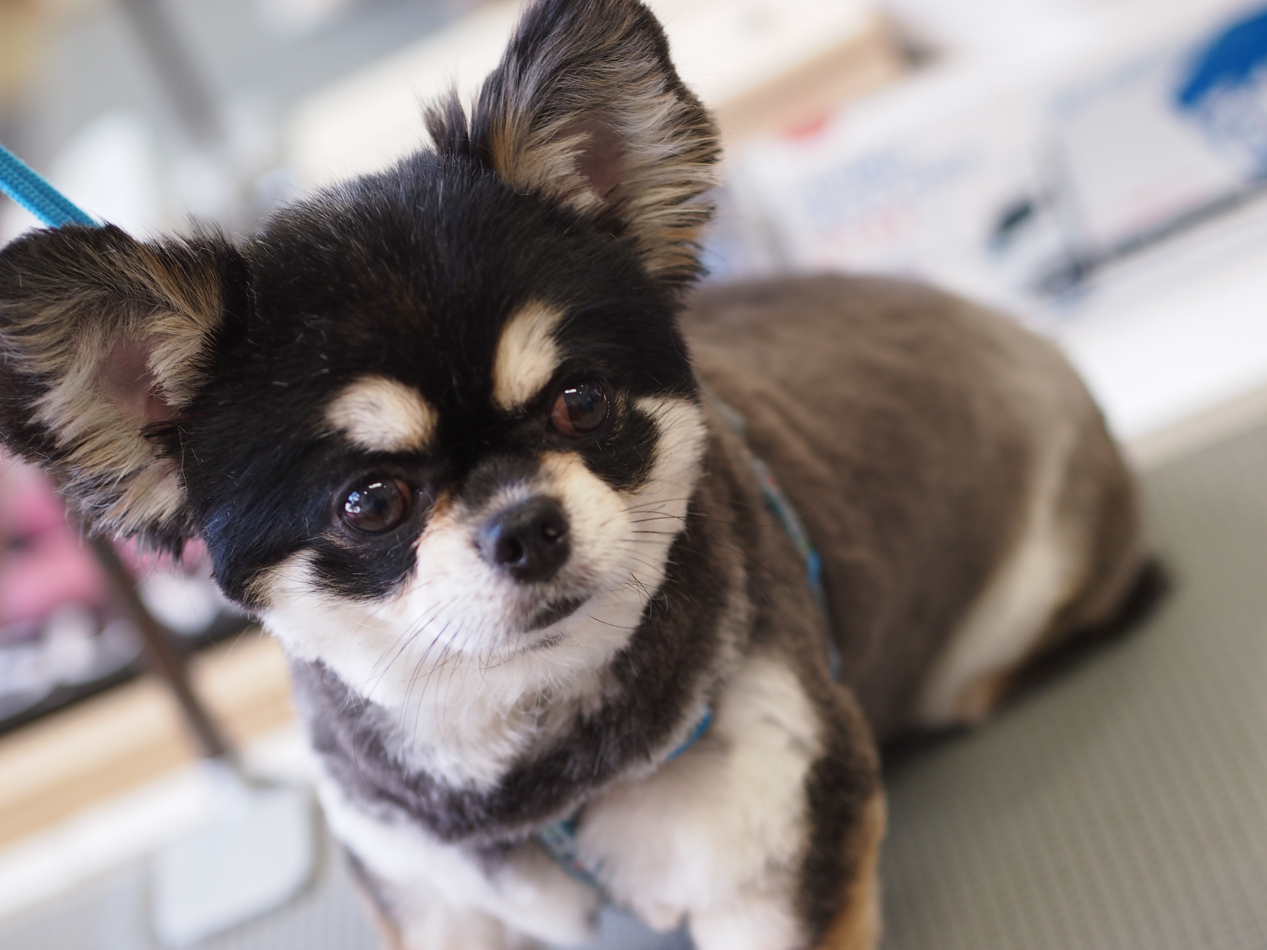 チワワサマーカット ギャラリー トリミングサロン トリミングスクール 犬シャンプー 東京都調布市 犬の美容室noa