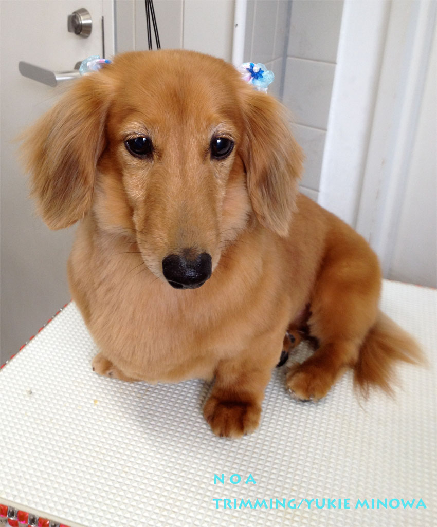 ダックスのパピーカット ギャラリー トリミングサロン トリミングスクール 犬シャンプー 東京都調布市 犬の美容室noa