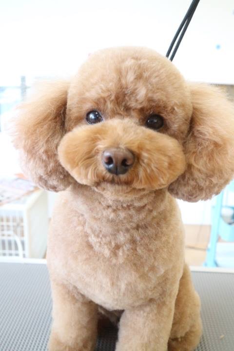 プードルベアカット ギャラリー トリミングサロン トリミングスクール 犬シャンプー 東京都調布市 犬の美容室noa