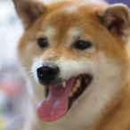 shiba-inu