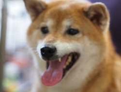 shiba-inu