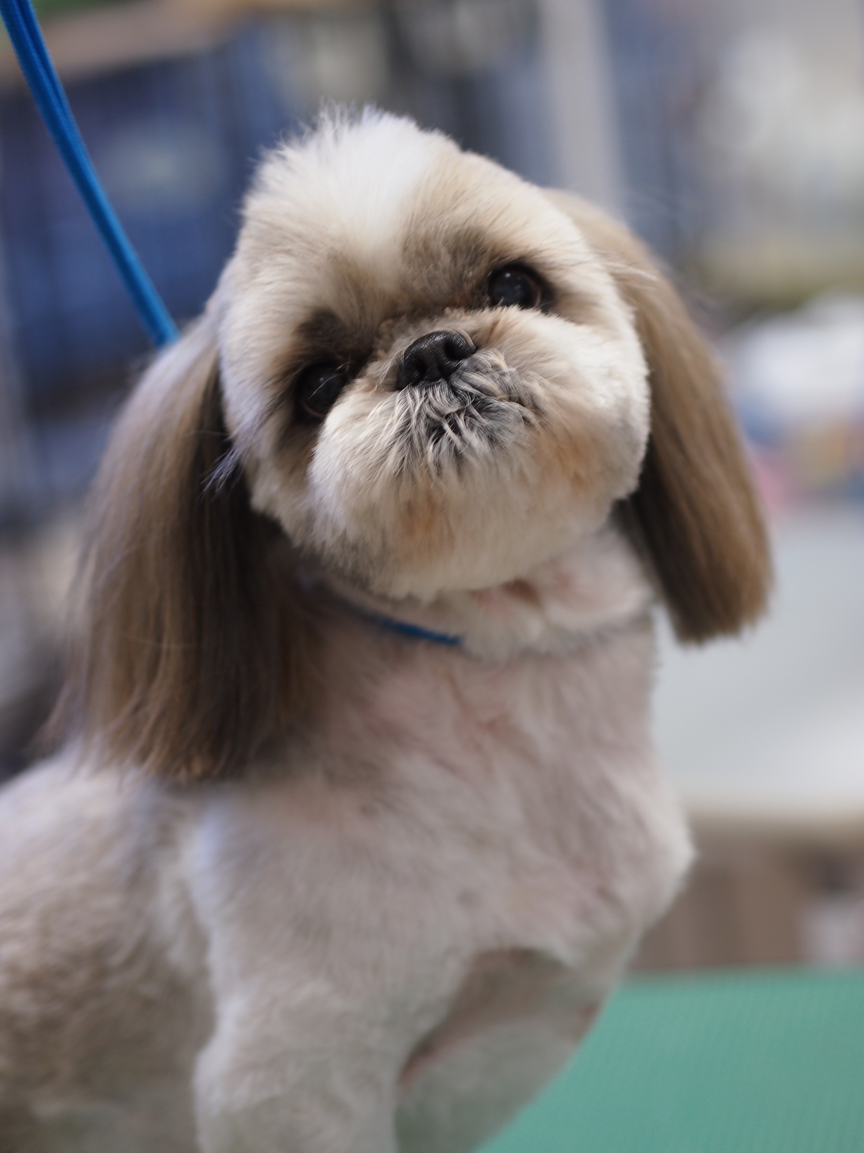 シーズのソフトモヒカン ギャラリー トリミングサロン トリミングスクール 犬シャンプー 東京都調布市 犬の美容室noa