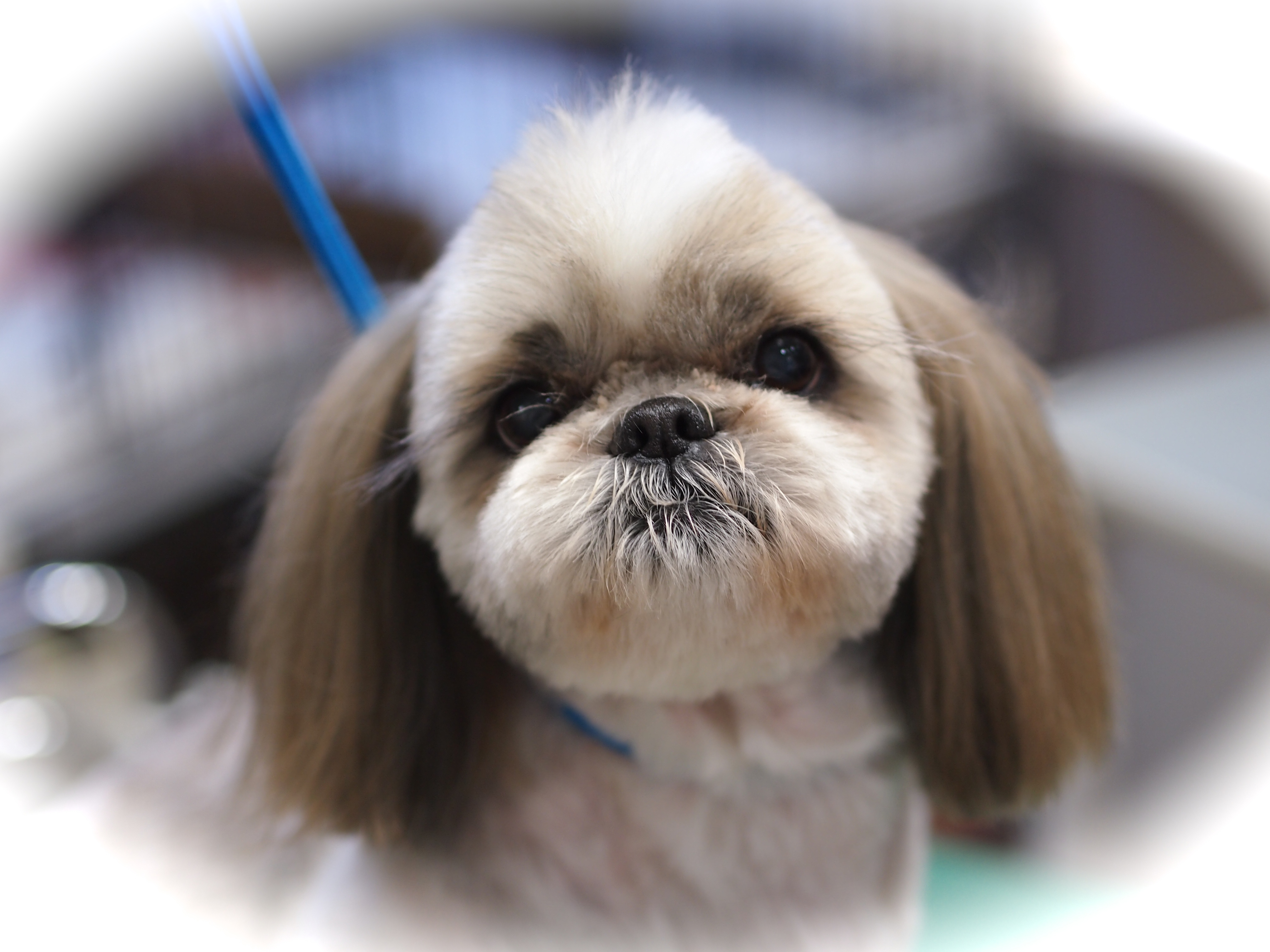 シーズのソフトモヒカン ギャラリー トリミングサロン トリミングスクール 犬シャンプー 東京都調布市 犬の美容室noa